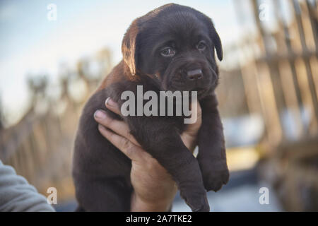 Kleine braune Labrador Welpe in der Hand gehalten Stockfoto