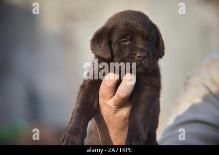 Kleine Labrador Welpe in der Hand gehalten Stockfoto