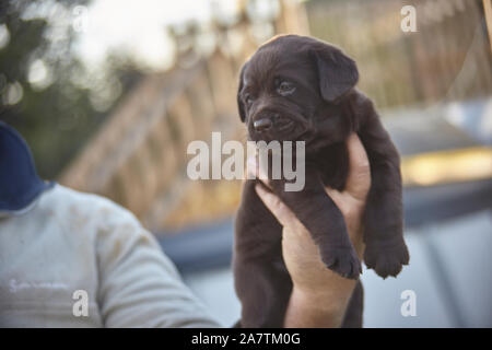 Kleine braune Labrador Welpe in der Hand gehalten Stockfoto