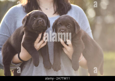 Paar Labrador Welpen in die Arme eines Mädchens gehalten Stockfoto