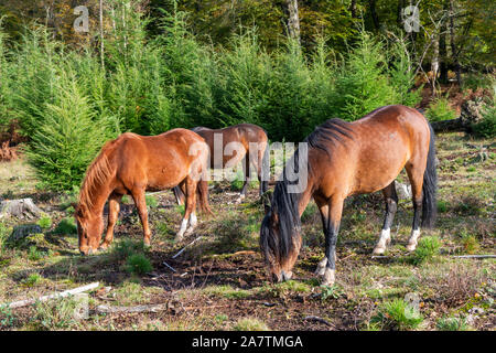 Drei New Forest Ponys grasen in den New Forest National Park, im Herbst, Hampshire, England, Großbritannien Stockfoto