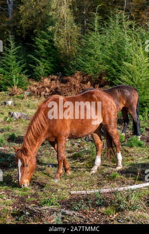 Zwei Ponys grasen in den New Forest National Park, Hampshire, England, Großbritannien Stockfoto