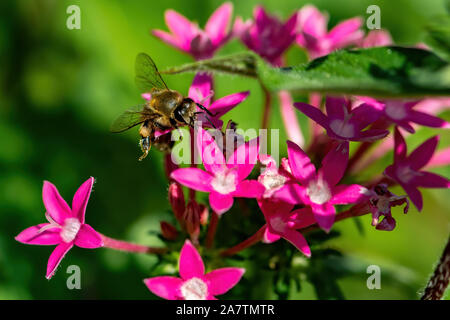 Rosa Pentas - Gruppe von kleinen Blumen Stockfoto
