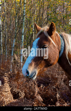 New Forest pony Kastanie Tragekomfort Reflektierende Kragen in der Verringerung von Unfällen auf der Straße zu helfen, New Forest National Park, Hampshire, England, Großbritannien Stockfoto