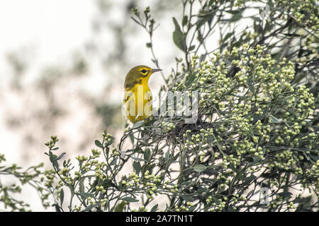Schnäpperrohrsänger nach rechts - Hoch Stockfoto