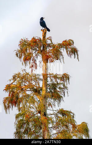 Männliche Boot-tailed grackle Rest oben auf einem Baum - Herbstfarben in Florida Stockfoto