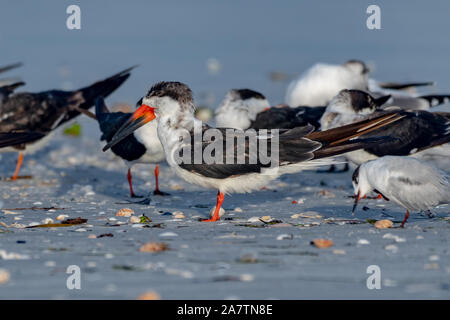 Schwarzes abstreicheisen am Strand Stockfoto