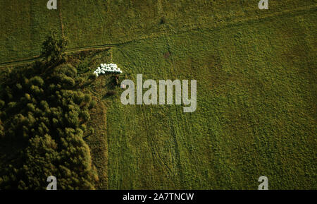 Warm hoher Kontrast Anfang Sommer morgen Antenne Ansicht von oben in Feld und Wald Zusammensetzung, mit mehreren weißen Heu Brötchen und lange Schatten Stockfoto