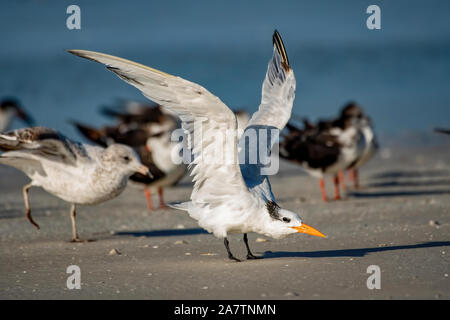 Ufer Vögel am Strand - tern mit Flügel Stockfoto