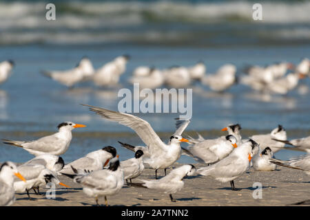 Royal seeschwalben am Strand am Golf von Mexiko in Florida Stockfoto