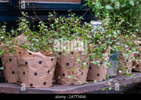 Pflanzen für den Verkauf an unabhängige florist Dornbusch und Wild, auf einer größeren Steigung auf Catherine Hill in Frome Stadtzentrum entfernt. Stockfoto