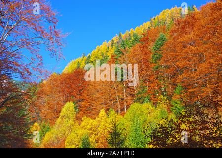Bunte Wald im Herbst Landschaft Landschaft Stockfoto