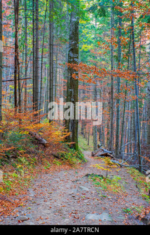 Mountain Fuß weg im Herbst Wald, farbiges Laub Stockfoto