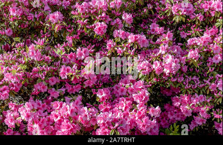 Rosa Azalee Blumen - ein Busch in voller Blüte Stockfoto