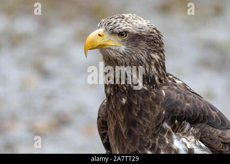Junge bald eagle Portrait auf dem Boden sitzend Stockfoto