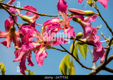 Rosa Blüten der Silk floss tree Ceiba speciosa, ehemals Chorisia speciosa. Stockfoto