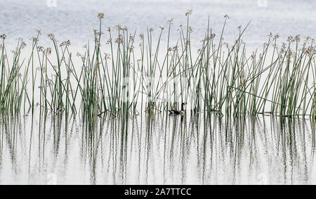 Ente schwimmt entlang der Blätter und Gräser am Rand des Sees Stockfoto