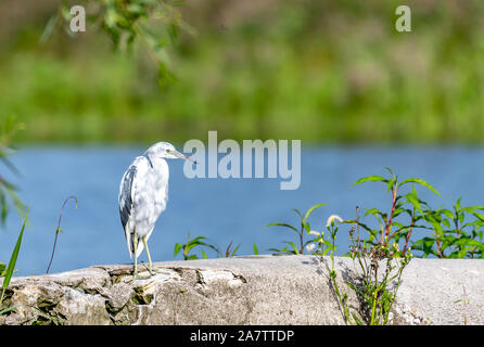 Jungen kleinen Blue heron Mauser und seine neue blaue Federn - Florida Stockfoto