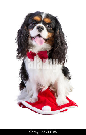 Cavalier King Charles Spaniel mit roter Schleife binden an Weihnachten auf weißem Hintergrund Stockfoto