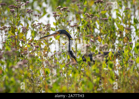 Dreifarbige heron Jagd in einem Sumpf von Blumen Stockfoto