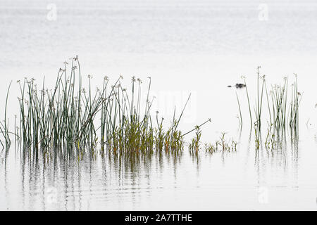 Sumpf Gräser wachsen am Rand des Sees mit einem Alligator in der Ferne Stockfoto