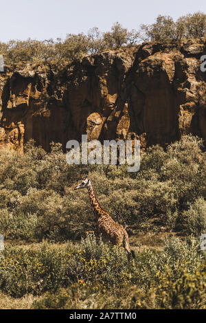 Eine Giraffe Versteckt im Gebüsch. Safari in Kenia, Afrika. Die wilde Natur und die Tiere. Reisen in afrikanische Savanne. Stockfoto