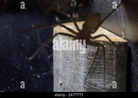 Gruselige Spinne auf der Kamera Stockfoto