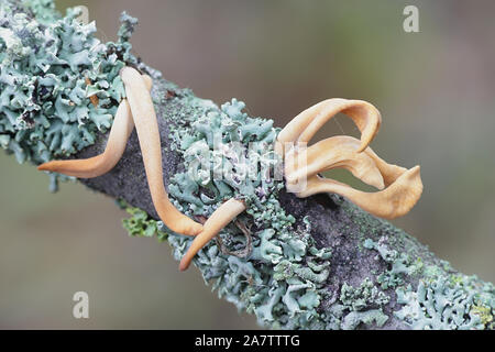 Macrotyphula fistulosa var.contorta, wie Pipe club Pilz bekannt, Wild Mushroom aus Finnland Stockfoto