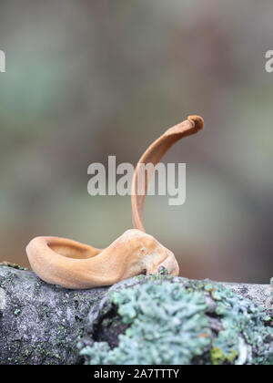 Macrotyphula fistulosa var.contorta, wie Pipe club Pilz bekannt, Wild Mushroom aus Finnland Stockfoto