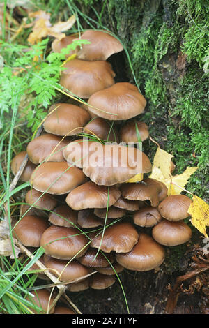 Psathyrella piluliformis, wie gemeinsame Stumpf Brittlestem, wilde Pilze aus Finnland bekannt Stockfoto