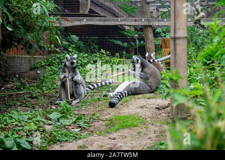 Ring tailed lemurs Essen Branchen Stockfoto