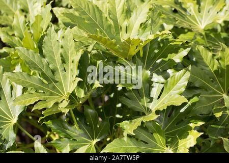 Fatsia japonica, auch bekannt als Glänzend - Blatt Papier Pflanze, fatsi, paperplant, falsche Rizinus, oder Japanischen Aralia. Stockfoto