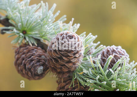 Frosty Zweig und der Kegel der europäischen Lärche, larix decidua Stockfoto