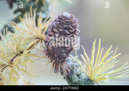 Frosty Zweig und der Kegel der europäischen Lärche, larix decidua Stockfoto