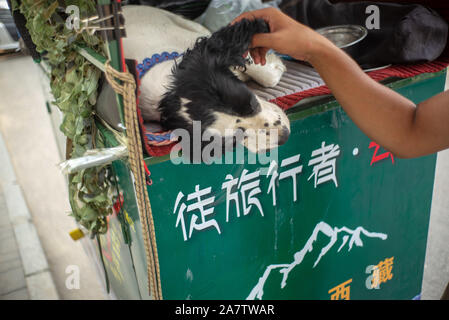 Yunhe und seinem Hund Qiuqiu sind auf dem Weg nach Südwesten Chinas Autonomen Region Tibet, Peking, China, 8. August 2019. Yunhe, des Benutzernamens und der für den Mann wh Stockfoto