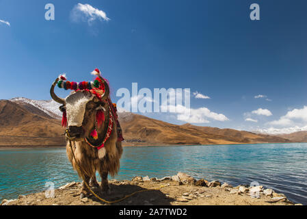 Eine dekorierte Yak steht gegen die schöne Landschaft von Tibet, China. Stockfoto