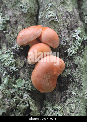 Hypholoma lateritium, wie Ziegel oder Backstein Büschel, wilde essbare Pilze aus Finnland bekannt Stockfoto