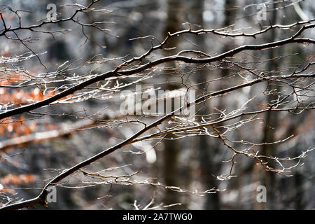 Details, Urwald Urwald Sababurg, Hofgeismar, Weserbergland, Nordrhein-Westfalen, Hessen, Deutschland Stockfoto