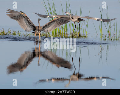 Das Great Blue Heron posieren für Gebiet Stockfoto