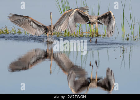 Das Great Blue Heron posieren für Gebiet Stockfoto