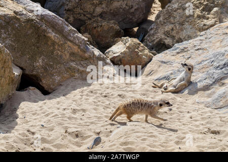 Erdmännchen ruhenden gegen einen Felsen und ein anderer läuft Stockfoto