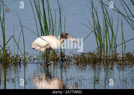 Juvenile woodstork Jagd für Frühstück Stockfoto