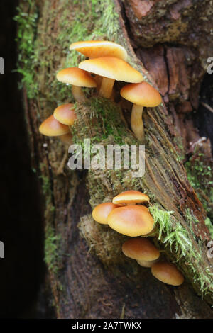 Gymnopilus penetrans, wie gemeinsame Rustgill, wilde Pilze aus Finnland bekannt Stockfoto