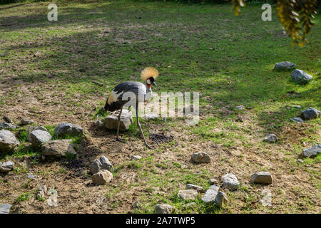 Grau gekrönt Kran laufen auf Gras Stockfoto