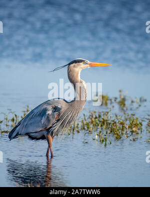 Great Blue heron Waten in der Nähe von Wasser Stockfoto