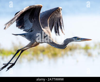 Great Blue Heron schließen Fliegen Stockfoto