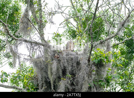 Baby rot geschulterte Falken im Nest Stockfoto