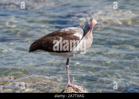 Junge Mauser ibis stehen am Rand eines Sees Stockfoto