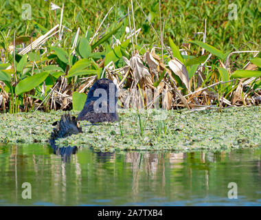 Männliche amerikanische Alligator anzeigen und Gebrüll Paarungsritual call-Feder Stockfoto