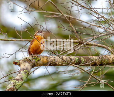 Carolina Wren thront in einem Baum in zentralem Florida Stockfoto